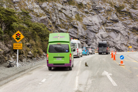 Ein Kea bgerüßt die Autofahrer